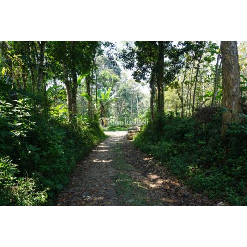 KEBUN DURIAN MURAH DI TRAWAS MOJOKERTO DEKAT WISATA