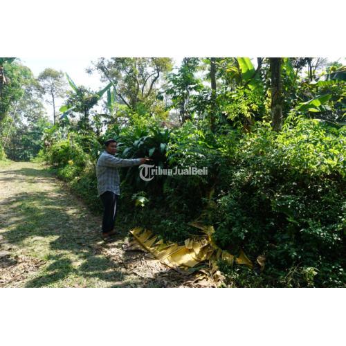 KEBUN DURIAN MURAH DI TRAWAS MOJOKERTO DEKAT WISATA