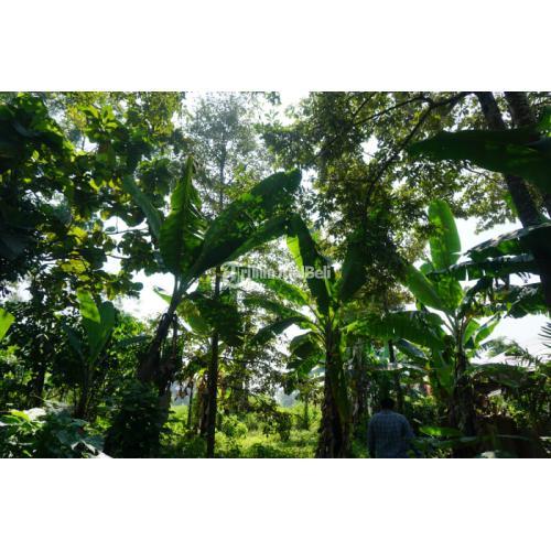 KEBUN DURIAN MURAH DI TRAWAS MOJOKERTO DEKAT WISATA