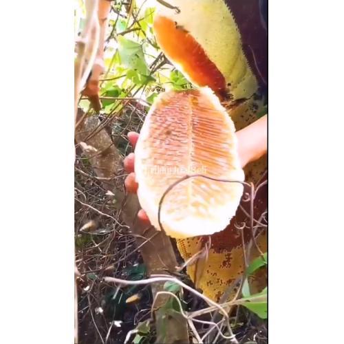 COD, Grosir Madu Asli Terdekat Cakung Barat Jakarta dari Sarang Madu Asli Hutan dan Ternak