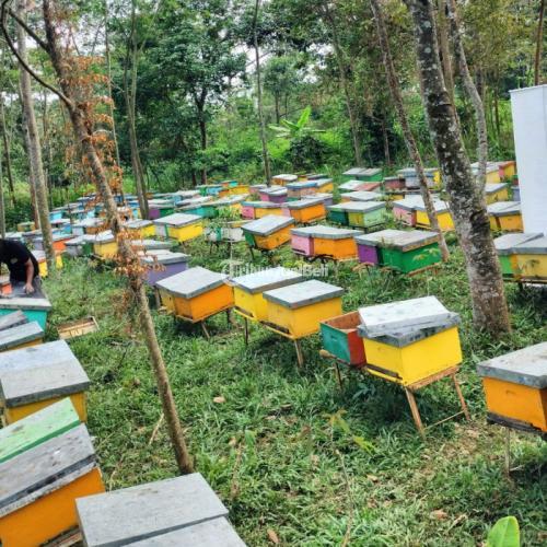 Grosir Madu Asli Murni Terbaik dari Sarang Madu Asli Hutan dan Ternak Alami