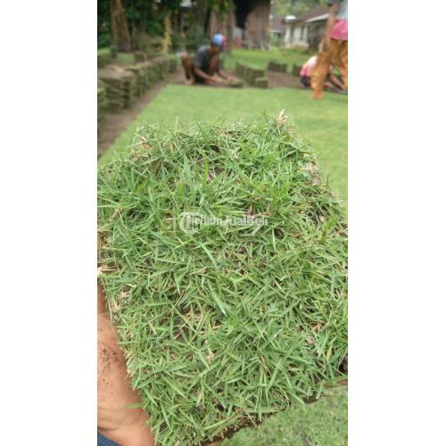 Rumput jepang siap tanam