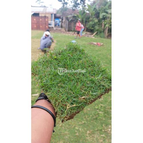 Rumput jepang siap tanam