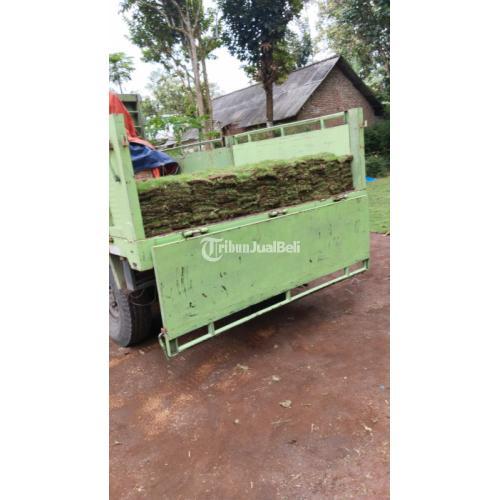 Rumput jepang siap tanam