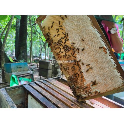 COD, Madu Asli Terdekat Cakung Barat dari Sarang Madu Asli Hutan dan Ternak