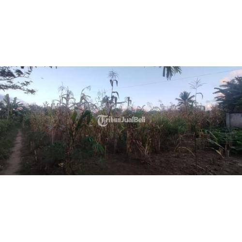 Tanah Kapling.. Area Bolawolon , Maumere, Flores, NTT