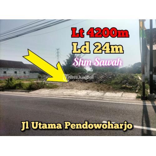 Jalan utama Pendowoharjo Utara Kelurahan/pohon beringin dekat jl Magelang, rm jejamuran, Pemda