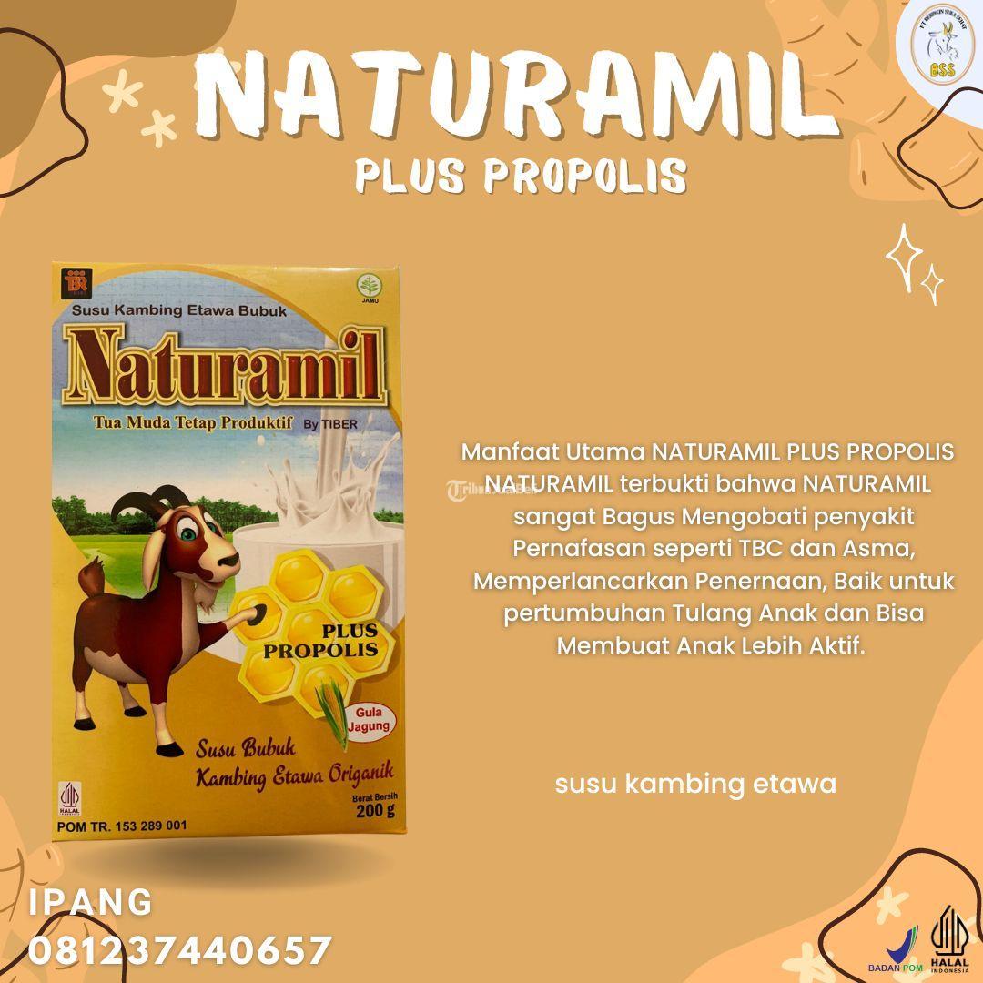 Susu Kambing Etawa Terbaik Kabupaten Kulon Progo