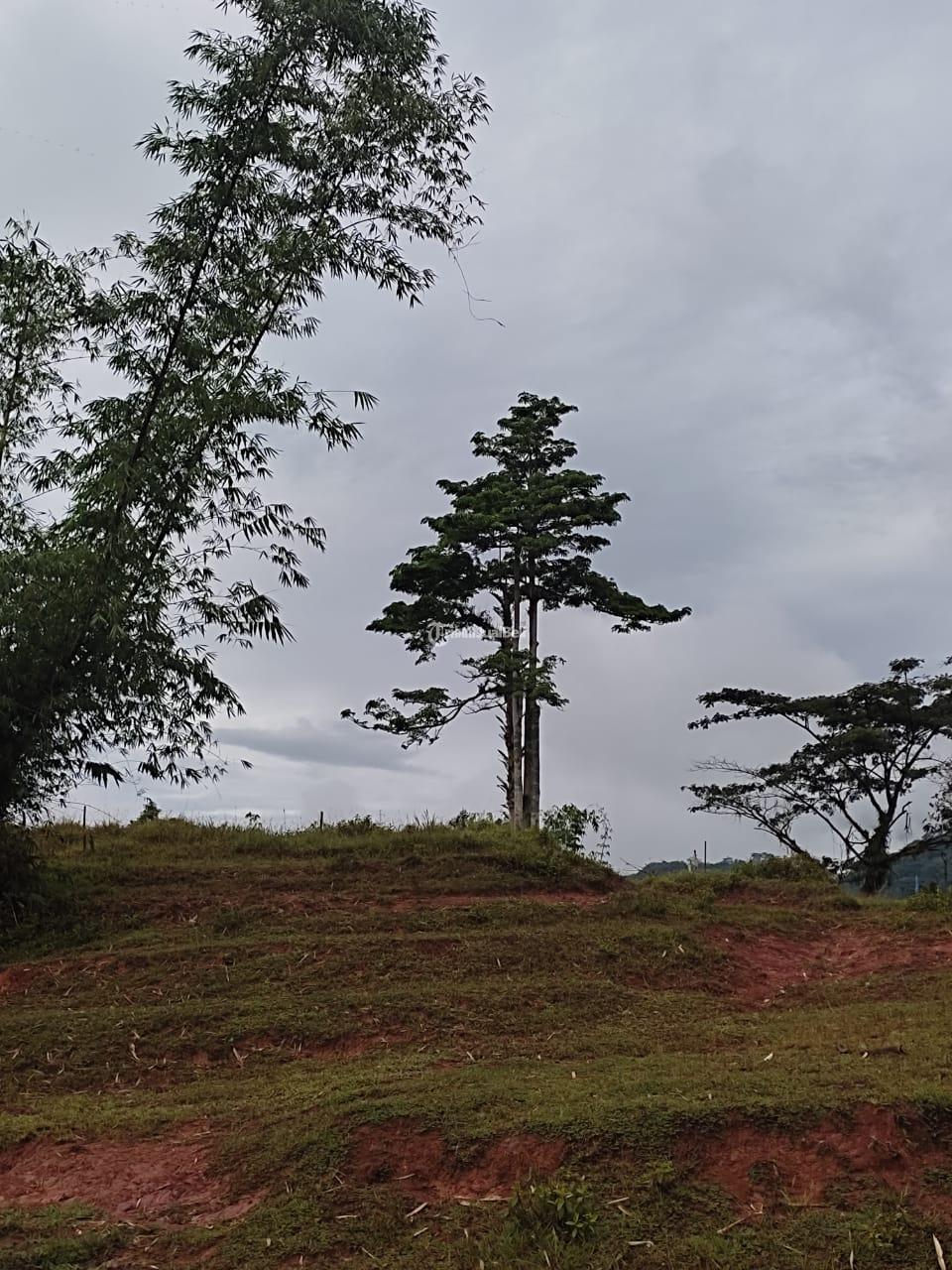 Dijual Tanah Perkebunan Cengkeh Luas M Dengan Pemandangan Alam Indah Di Tana Toraja Di