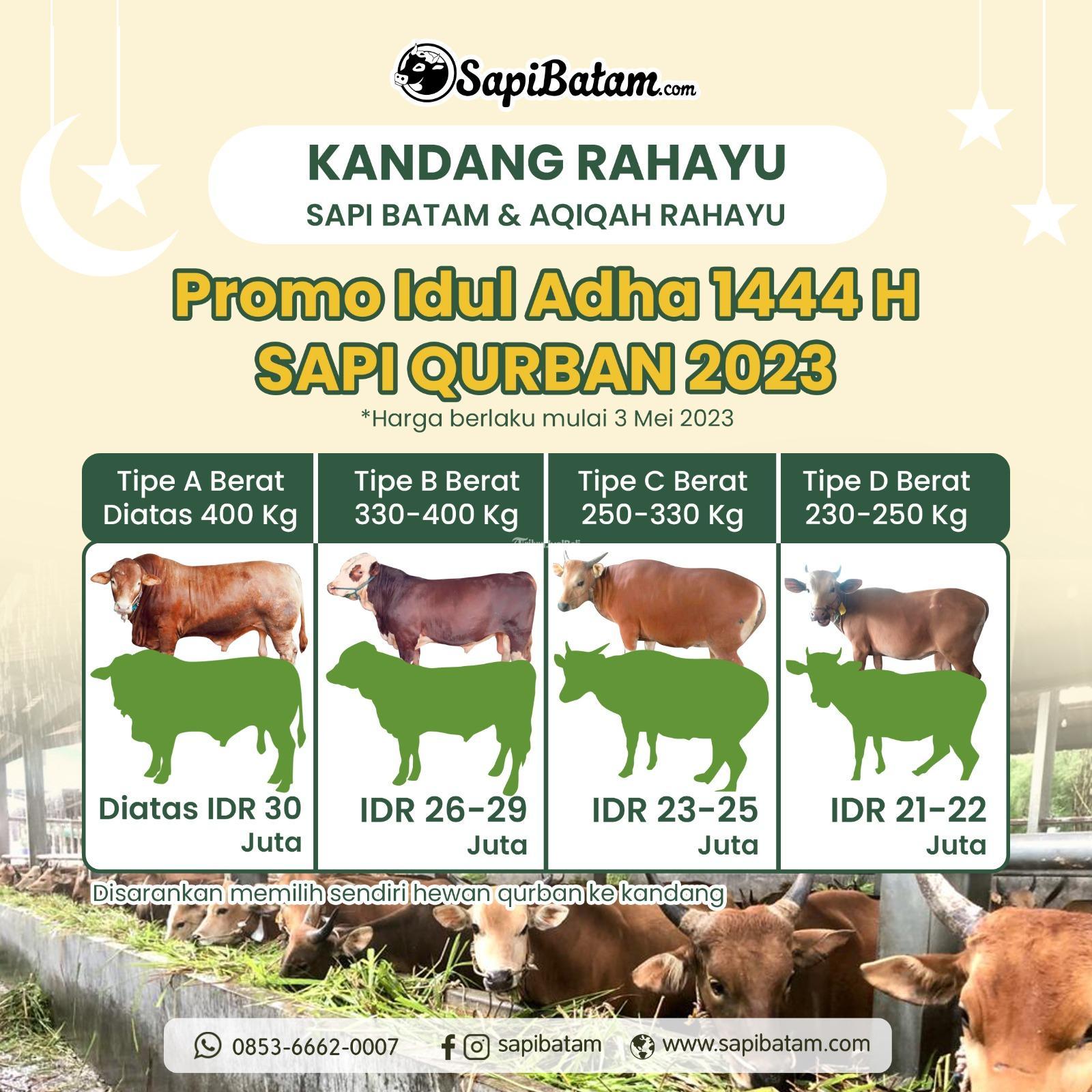 Hewan Qurban 2024 Sapi Rahayu di Batam Tribun JualBeli