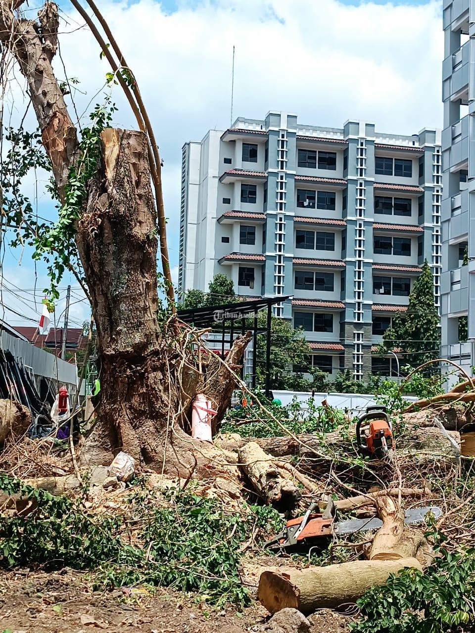 jasa penebangan pohon