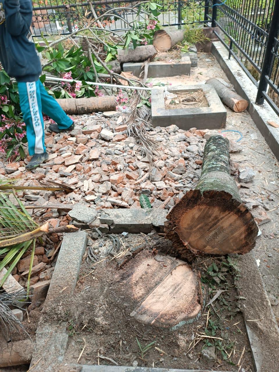 jasa penebangan pohon