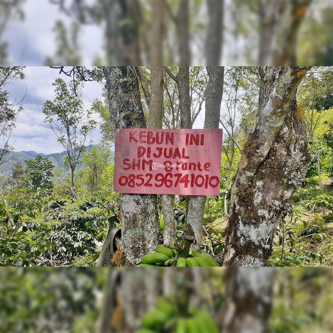 Kebun kopi pegunungan