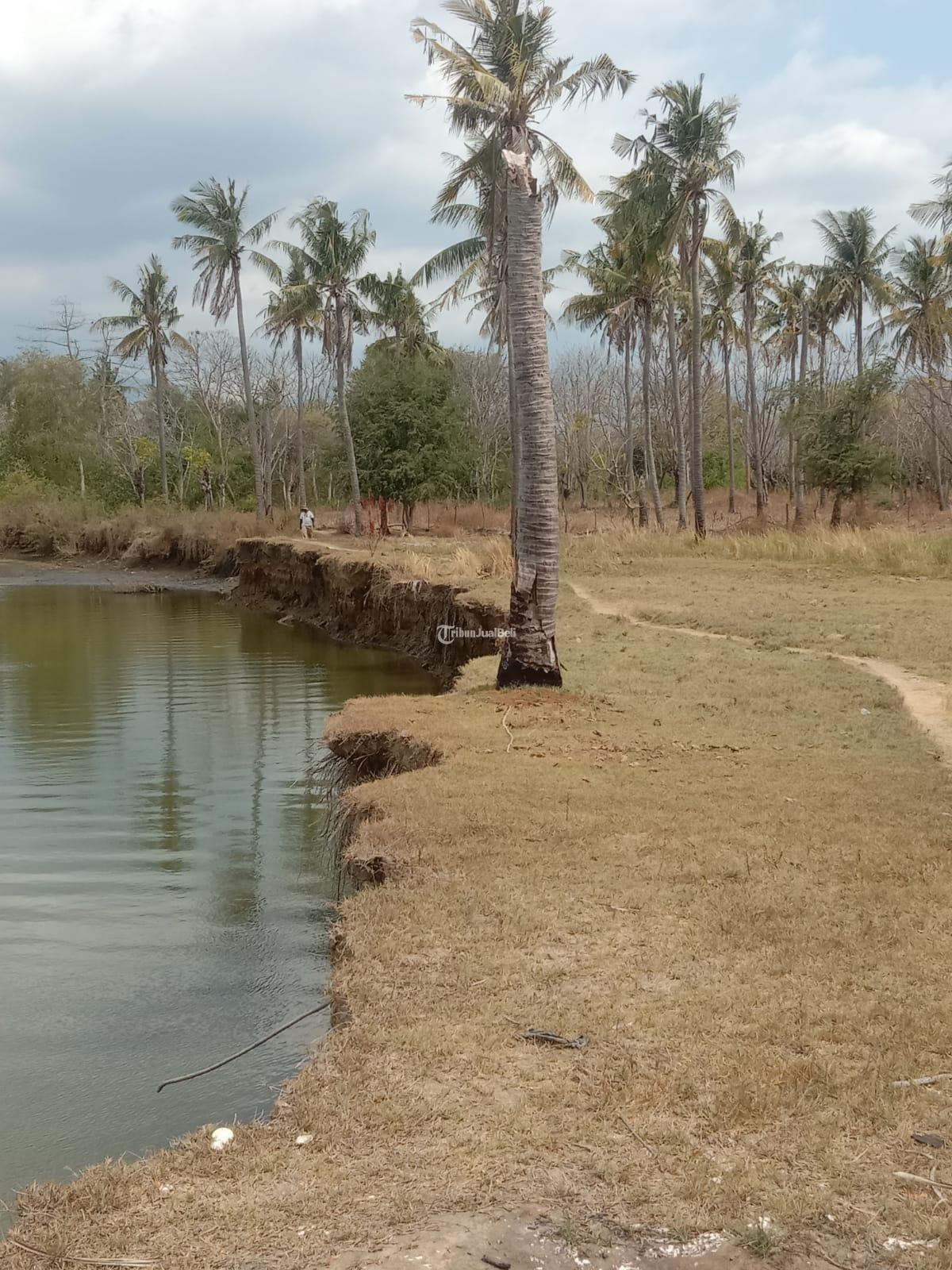 Tanah 20 hektare Gontar Alas Barat Sumbawa Nusa Tenggara Barat