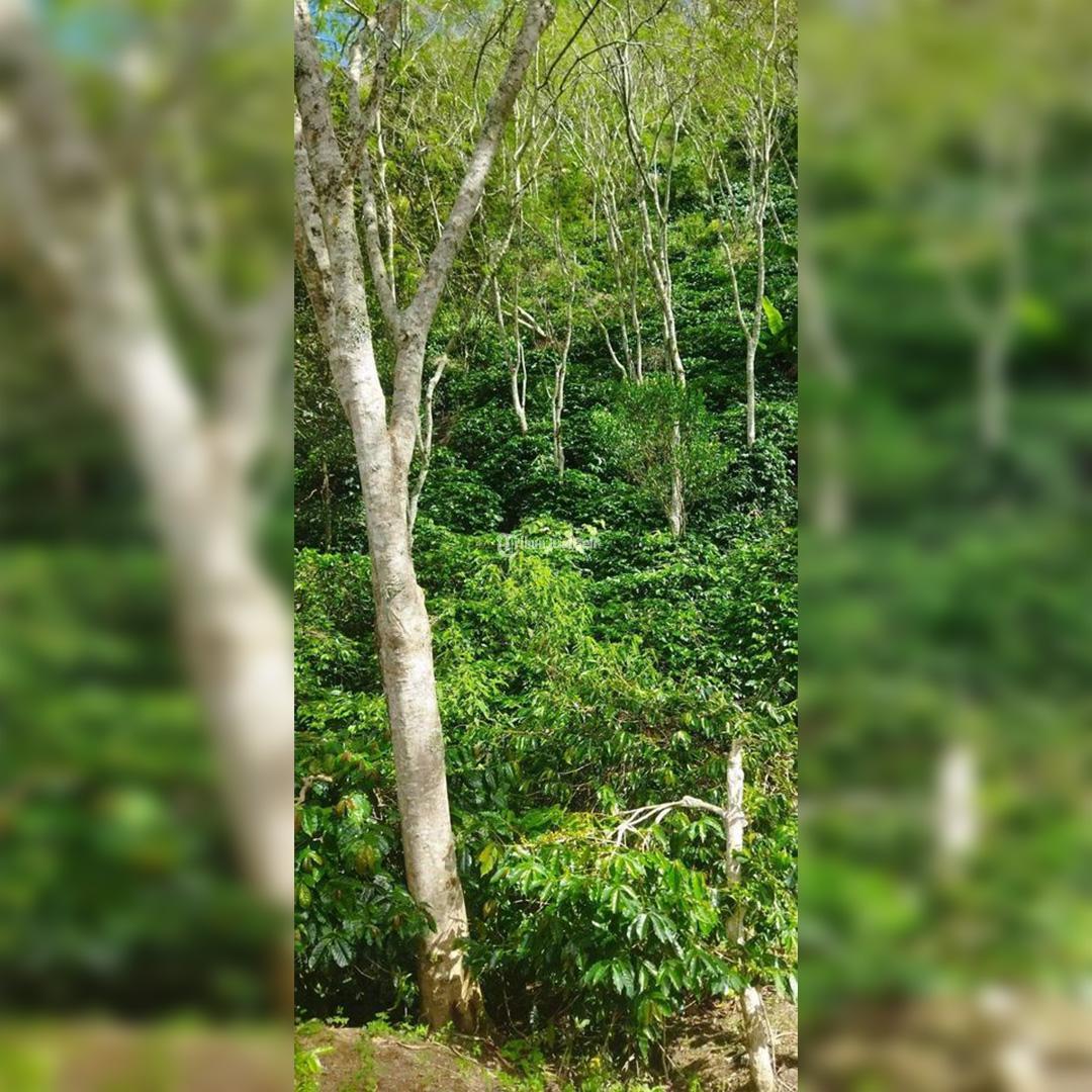 Kebun Kopi Peugasing Takengon  Aceh Tengah