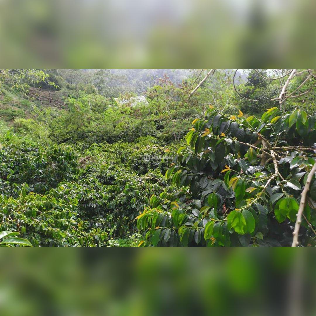 Kebun Kopi luas 3 hektar
