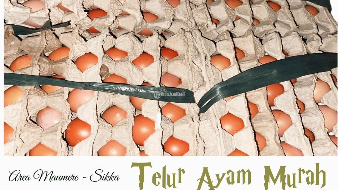 Telur Ayam Harga Murah