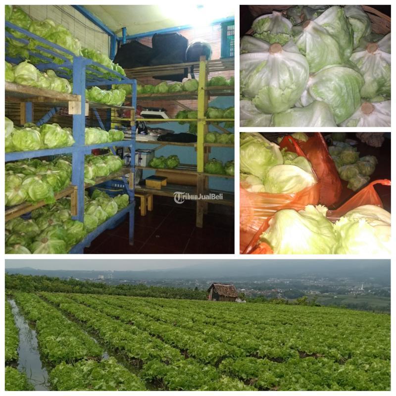 Sayur Segar Head Lettuce Asli Kota Batu Jawa Timur
