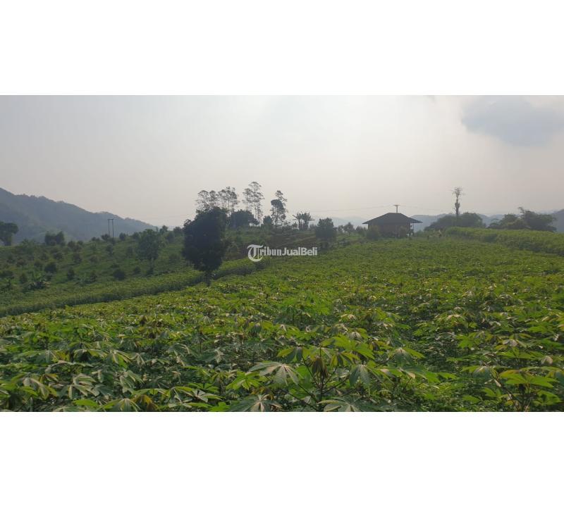 Tanah Kebun di Mangunjaya Kab. Sukabumi Jawa Barat