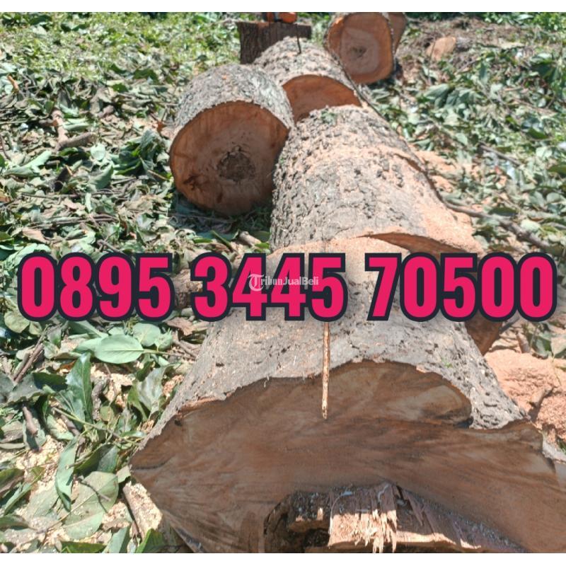 082137235633,Tebang pohon jogja terdekat
