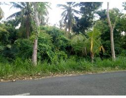 Kebun cengkeh aktif dan produktif area Kubutambahan Buleleng Bali