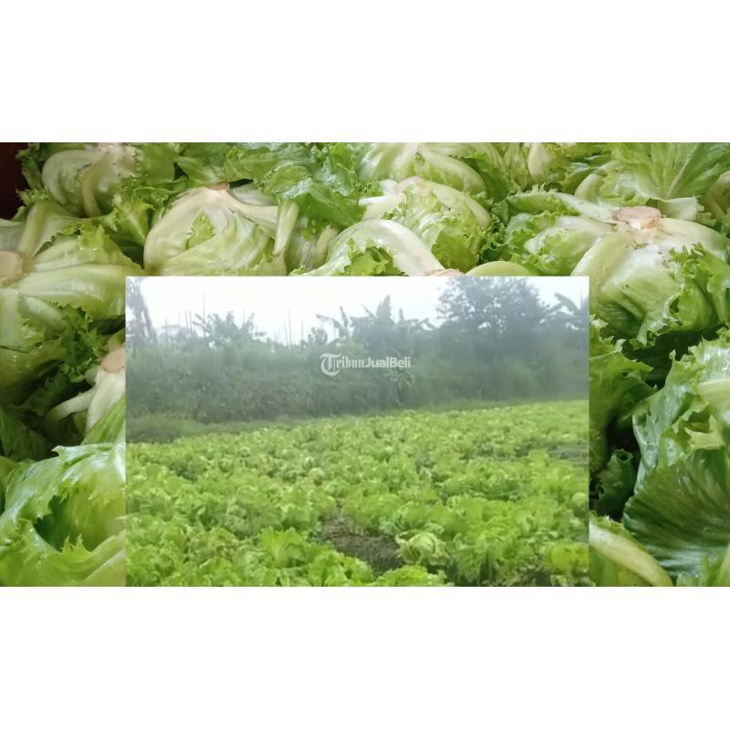 Sayur Segar Selada Crob atau Head Lettuce Langsung dari Petani Kota Batu - Batu Jawa Timur