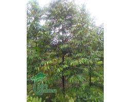 Bibit Durian Hub 081249470015 Durian Musangking, Bawor