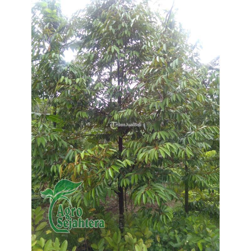 Bibit Durian Hub 081249470015 Durian Musangking, Bawor