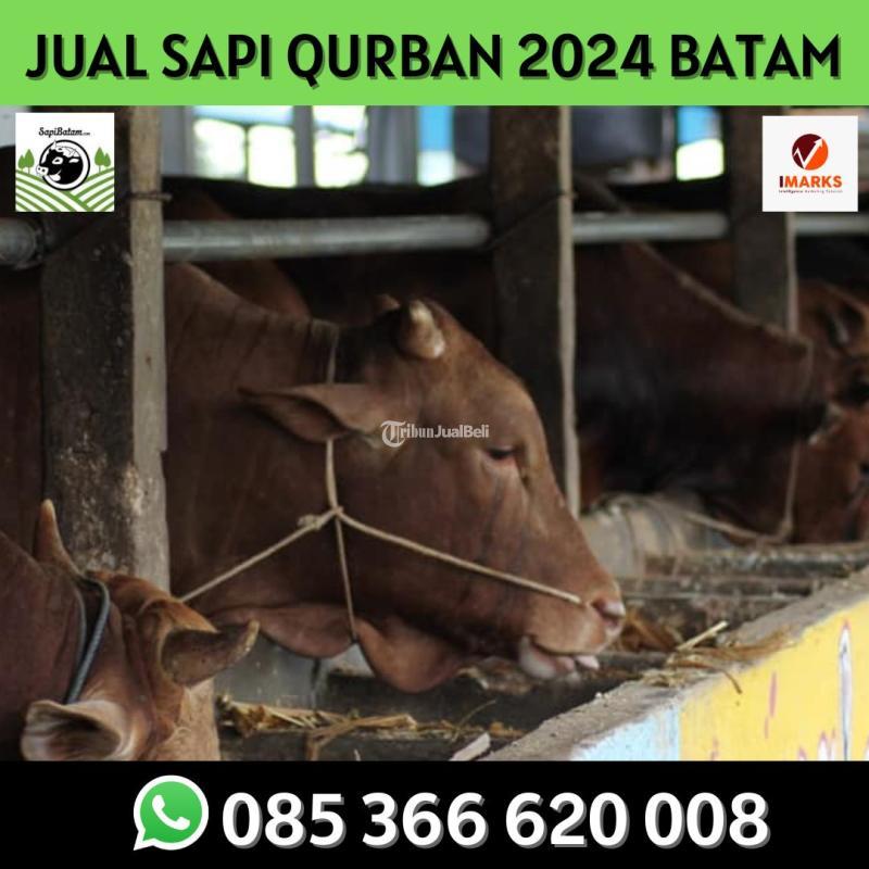 Hewan Qurban 2024 Idul Adha di Batam Sapi Rahayu - Batam Kepulauan Riau