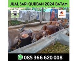Hewan Qurban 2024 Idul Adha di Batam Sapi Rahayu - Batam Kepulauan Riau