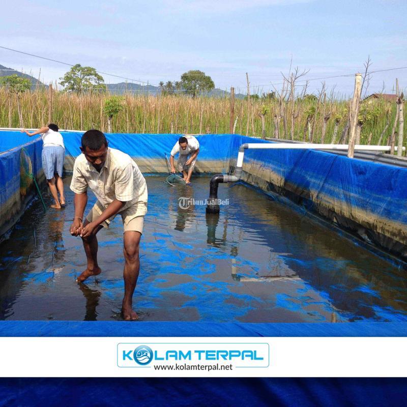 Produksi Kolam Terpal Pulau Pisang
