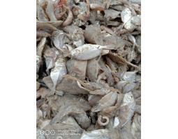 Istimewa, Call 0821-8153-9591, Ikan Rucah Untuk Pakan Ayam di Jakarta, Ikan Rucah Untuk Pakan Bebek di Jakarta