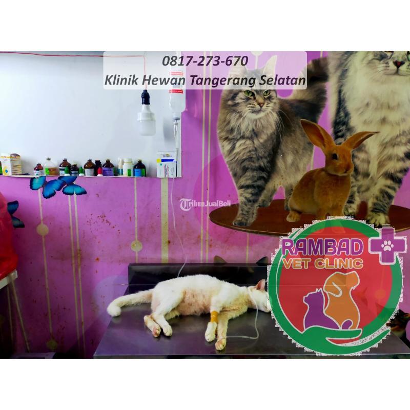 Tempat Vaksin Kucing Rambad Vet Clinic di Tangerang Selatan Banten Tempat Vaksin Kucing Rambad Vet Clinic di Tangerang Selatan Banten