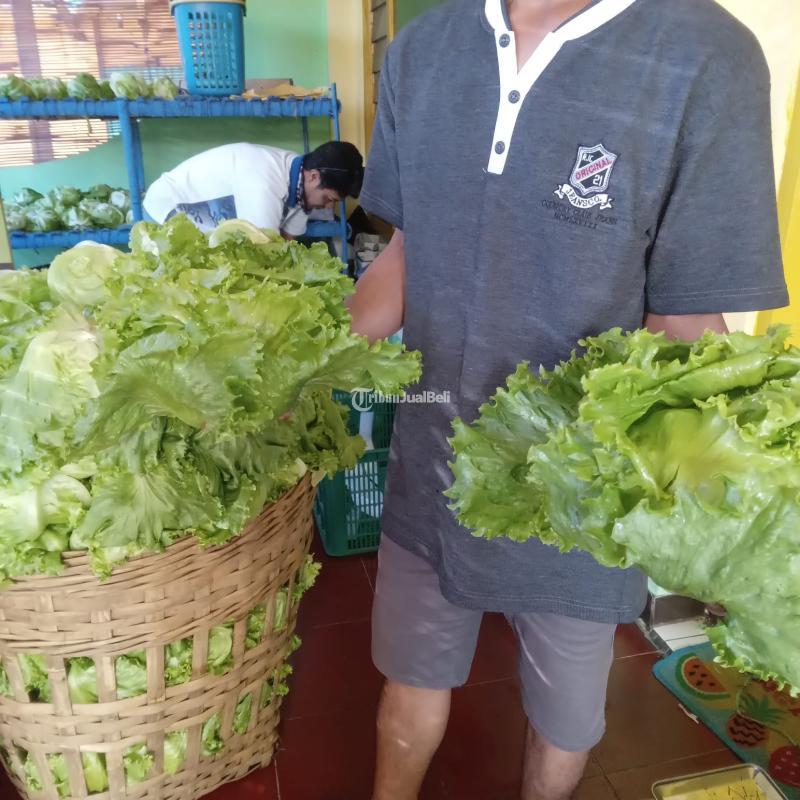 Sayur Segar Head Lettuce untuk Campuran Kebab, Burger, Sandwich, Salad