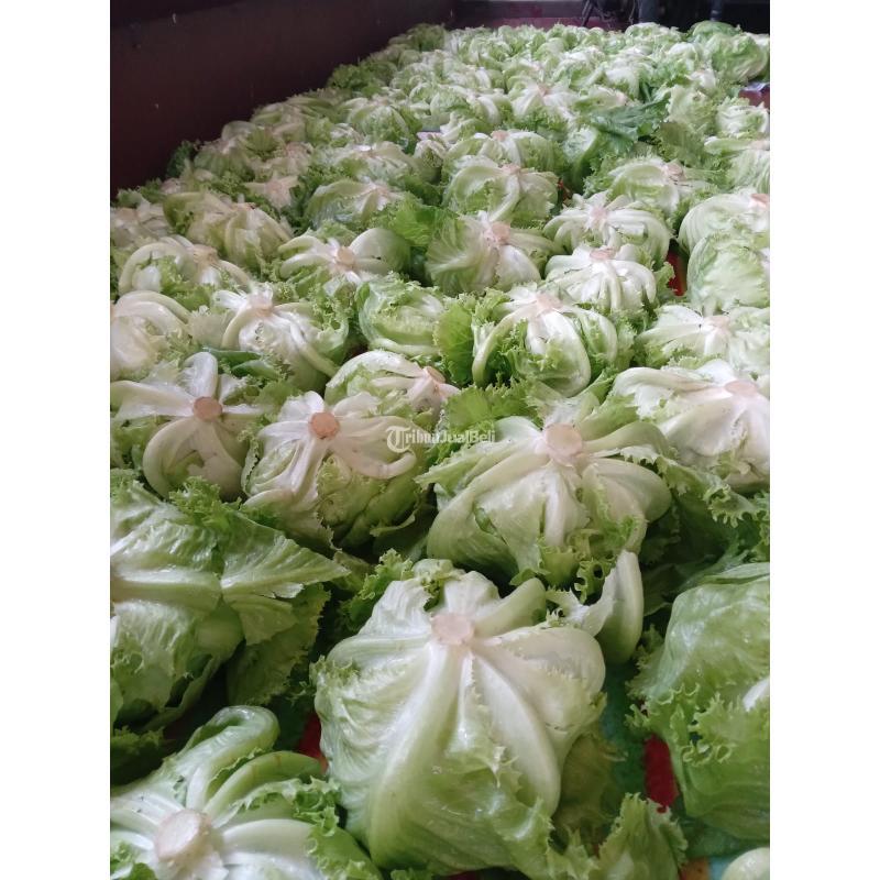 Sayur Segar Head Lettuce Utk Campuran Kebab, Burger, Sandwich, Salad Sayur dll