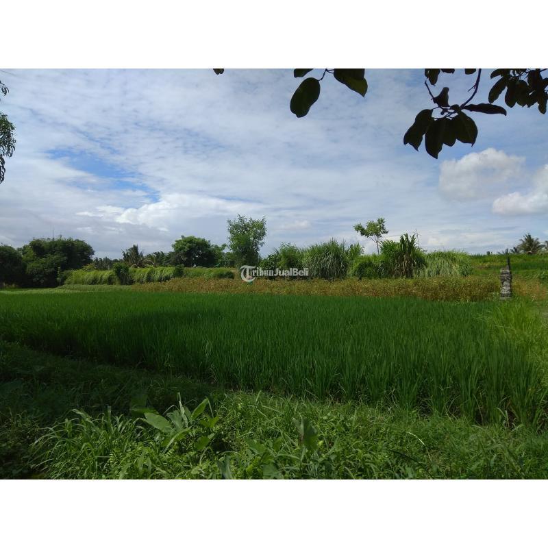 Tanah ada mata air zona perdagangan dan jasa Abiansemal Badung Bali