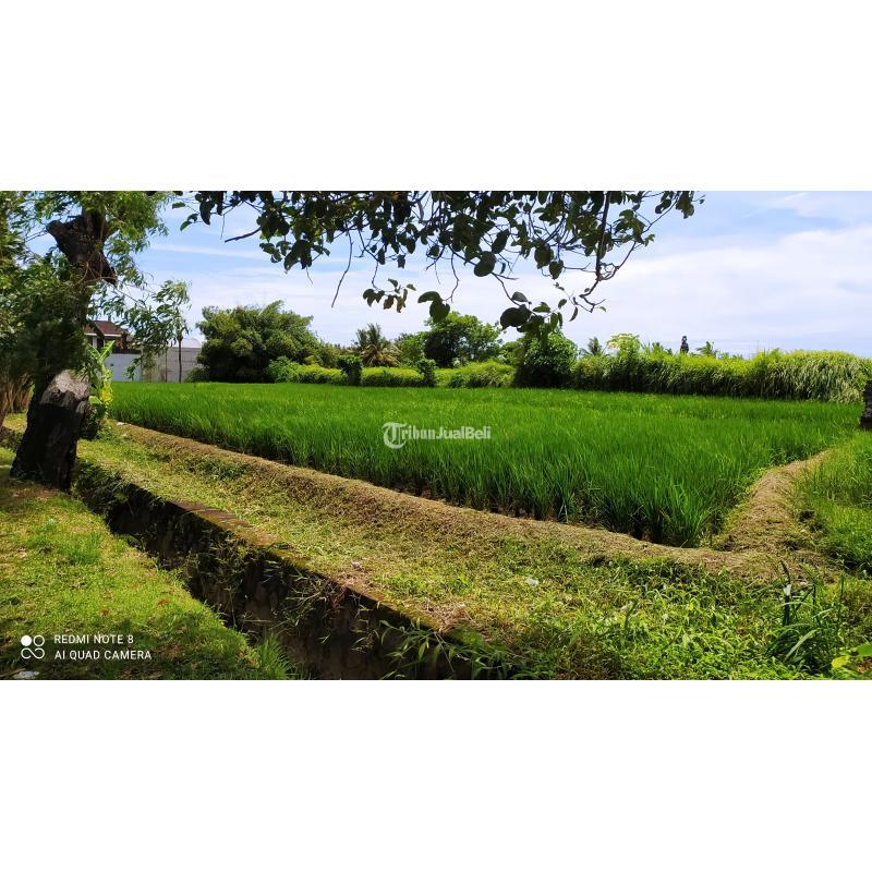 Tanah ada mata air zona perdagangan dan jasa Abiansemal Badung Bali