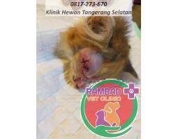 Praktek Dokter Hewan Tangerang Selatan