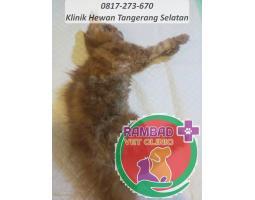 Pengobatan Flutd Pada Kucing di Pondok Aren Tangerang Selatan