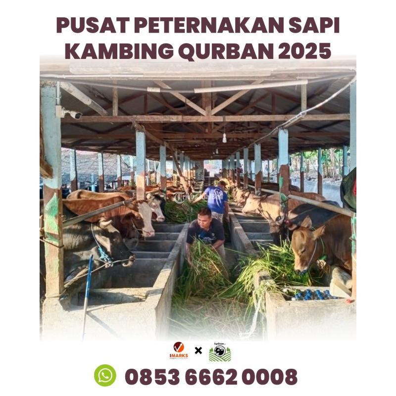 Pusat Peternakan Farm Hewan Qurban 2025 Lebaran Haji - Batam