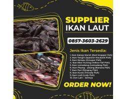 Supplier Ikan Laut Segar Terbaik Bermacam Jenis Dari Kerapu Hingga Kakap Merah - Surabaya