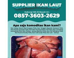 Supplier Ikan Laut Segar Berkualitas Dari Kakap Hingga Tenggiri Terdekat - Surabaya