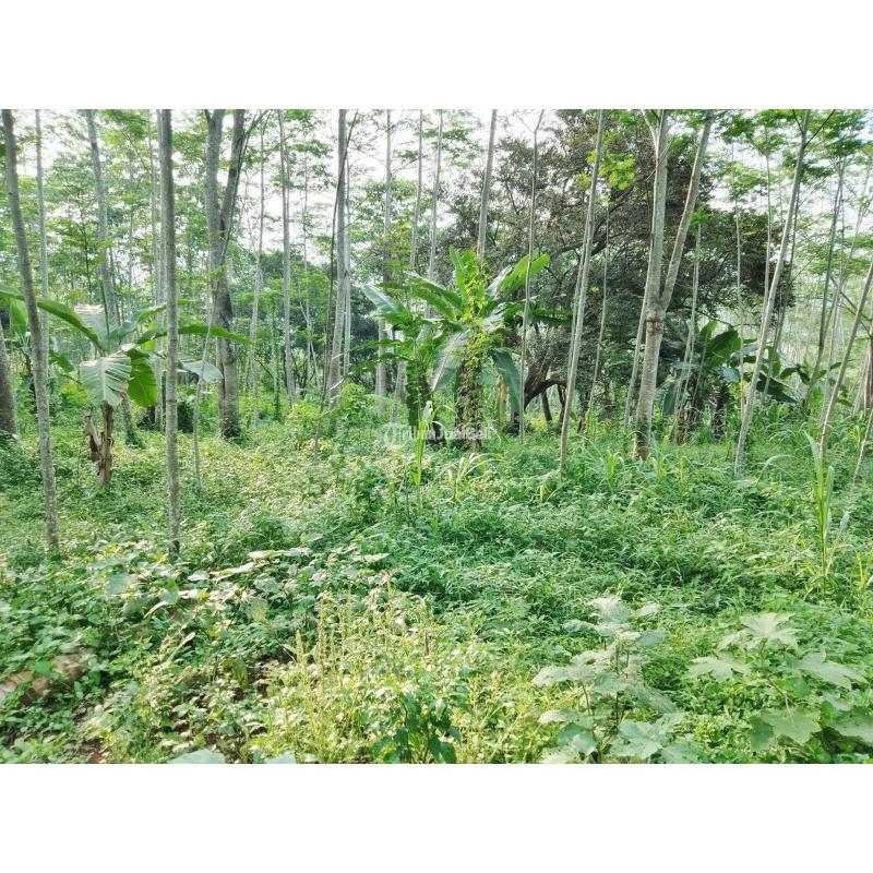 Dijual Tanah Perkebunan Harga di Bawah Pasaran - Cianjur