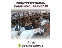 Hewan Kambing Qurban 2025 di Batam Rahayu Sapi - Batam
