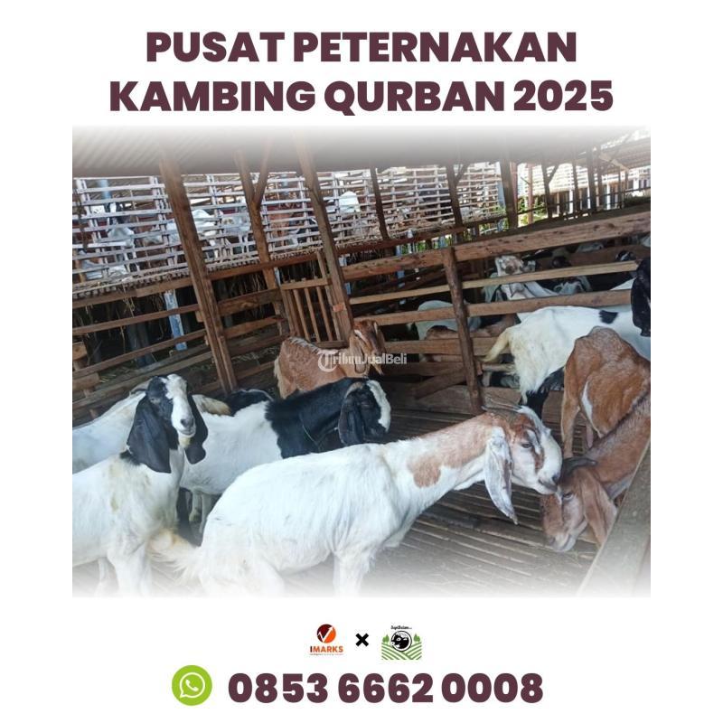 Hewan Kambing Qurban 2025 di Batam Rahayu Sapi - Batam