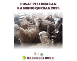  Pusat Hewan Kurban 2025 di Batam Rahayu Sapi - Batam