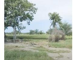 Dijual Tanah 22.620 m2 di Jl. Paluh Merbau, Percut Sei Tuan - Deli Serdang