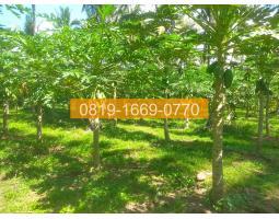 Dijual Tanah Denpasar Gilimanuk 10575m2 - Jembrana