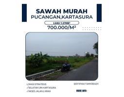 Dijual Sawah, LT. 1267m2, SHM, Zona Hijau, Hadap Utara dan Selatan, dekat Kampus UIN IAIN Pucangan - Kartasura