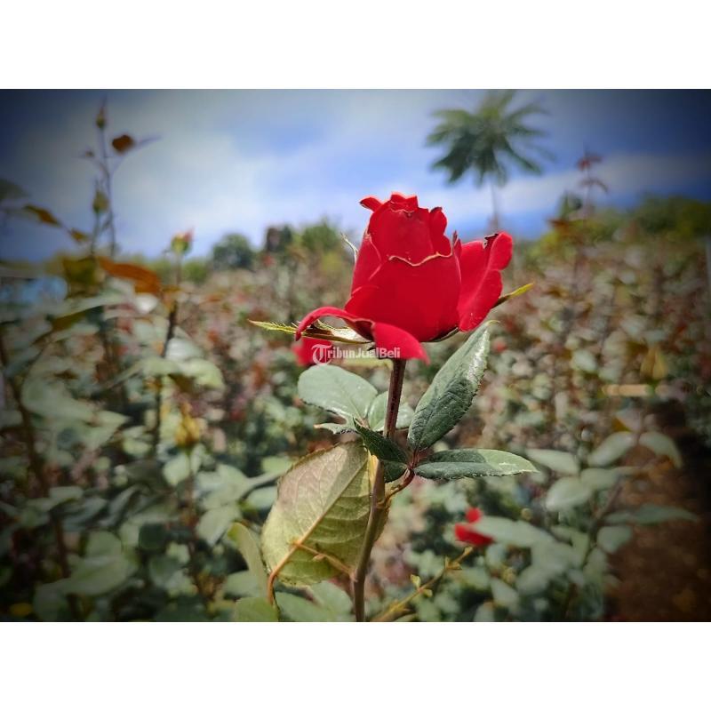 Jual Tanah Luas 3100 m2 SHM Strategis dengan View Pegunungan di Kota Dekat Wisata Selecta - Batu